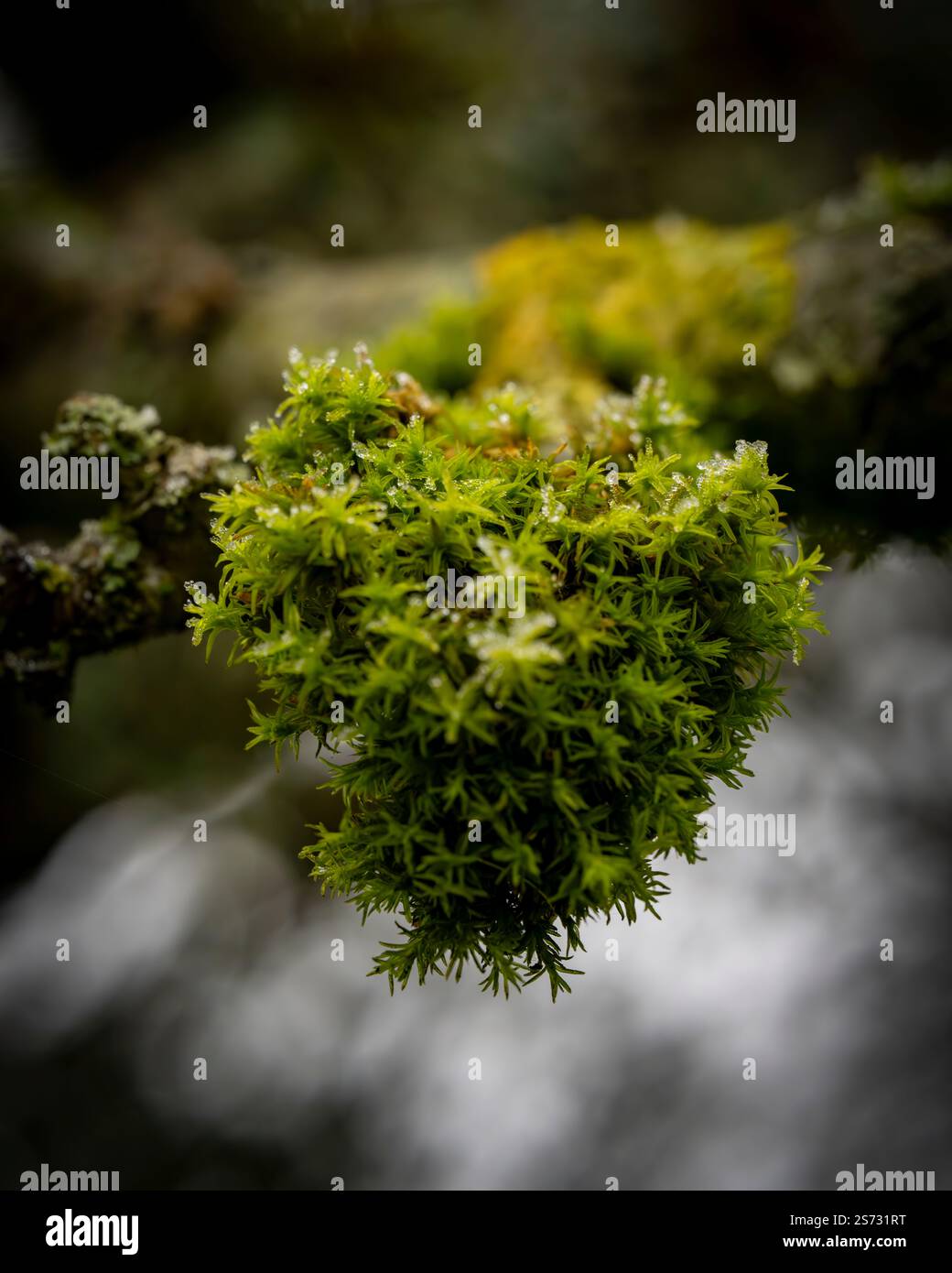Flora et fauna hi-res stock photography and images - Alamy