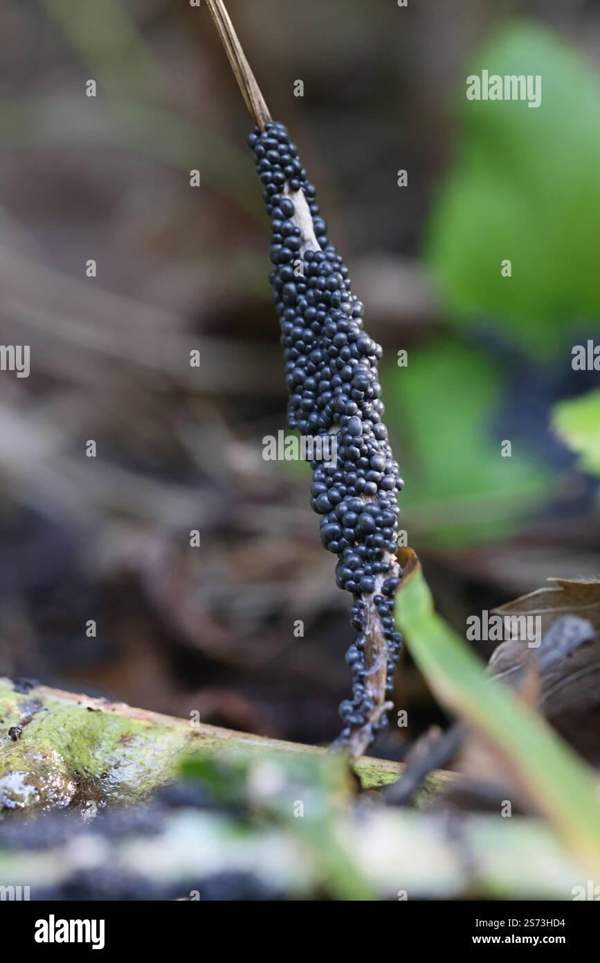 Diderma Diderma spumarioides, slime mold from Finland, no common English name ...
