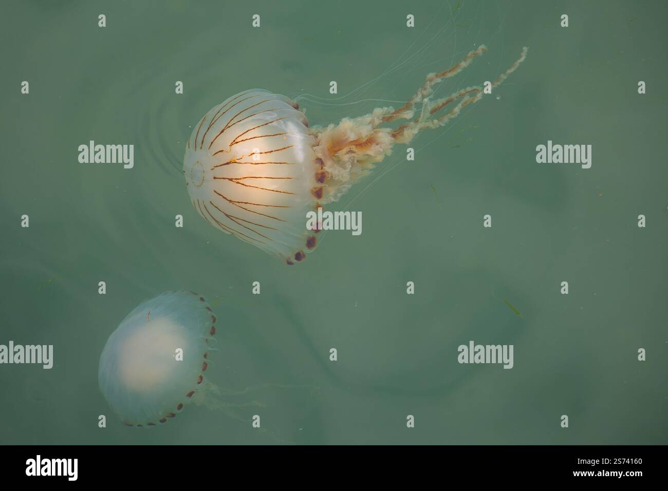 Compass jellyfish, Chrysaora hysoscella, at the Welsh coast. Stock Photo