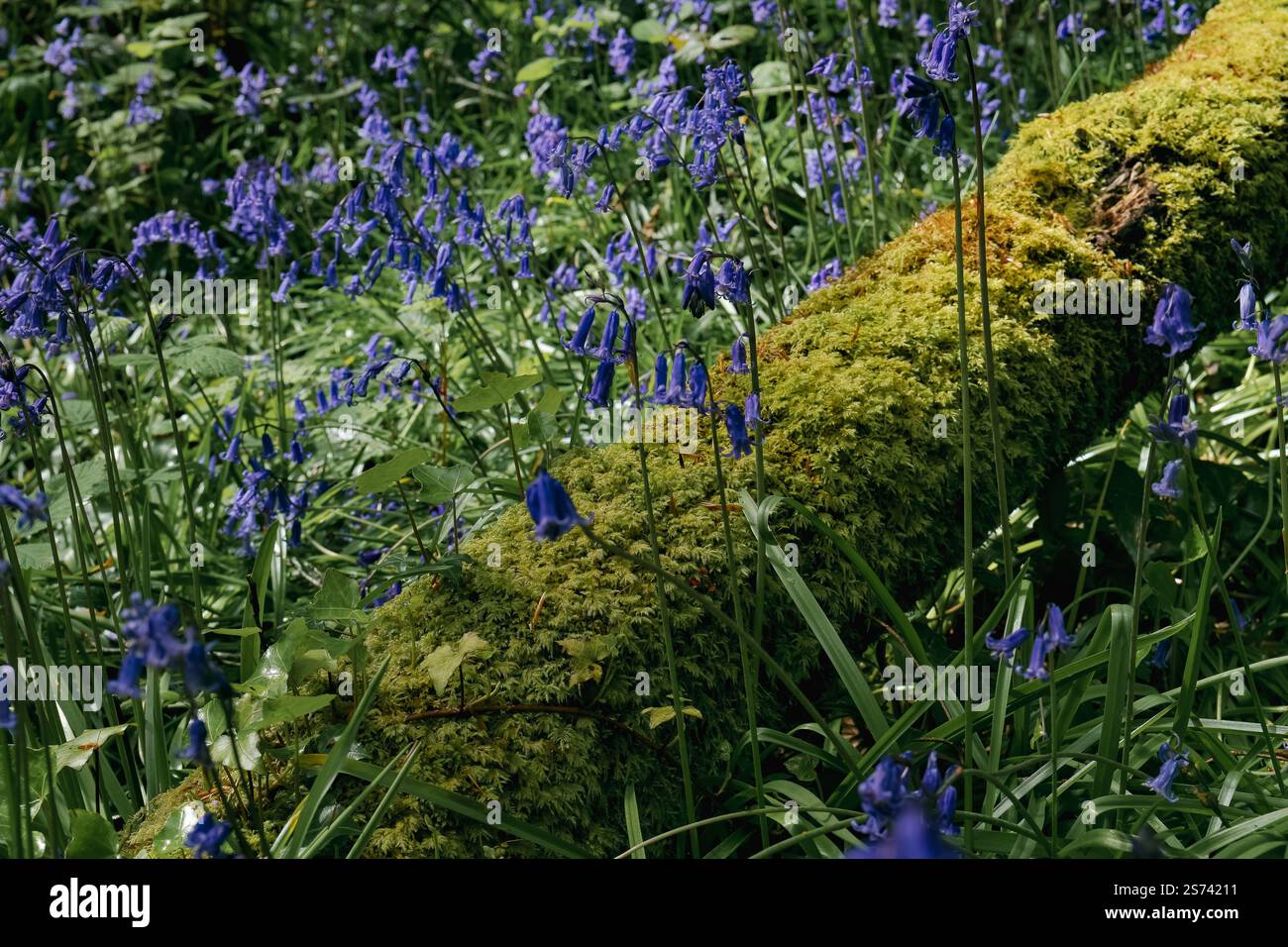 Bluebells grow abundantly around a decaying, moss-covered log in a forest. The log is partially shaded. Light filters through the canopy. Stock Photo