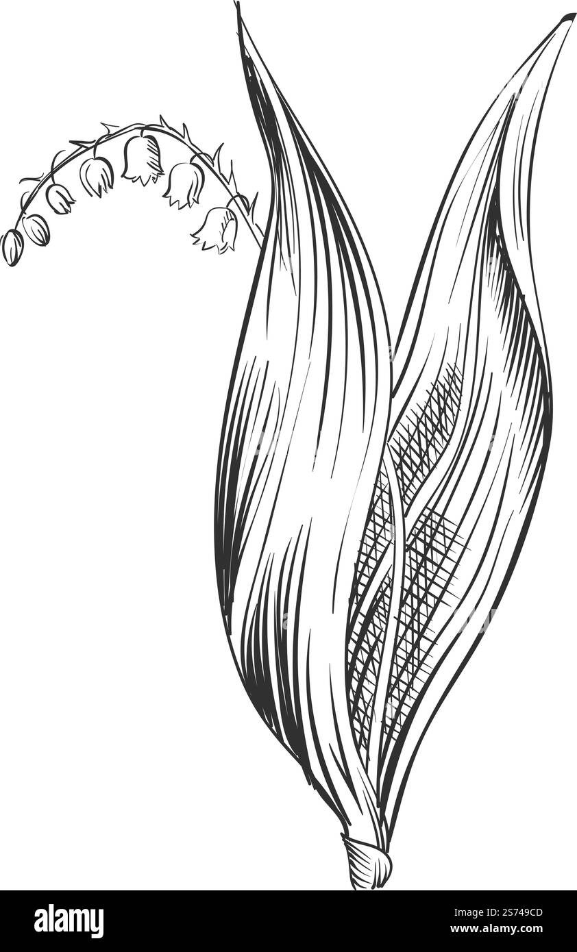 Flower botanical illustration. Hand drawn lily of valley isolated on ...