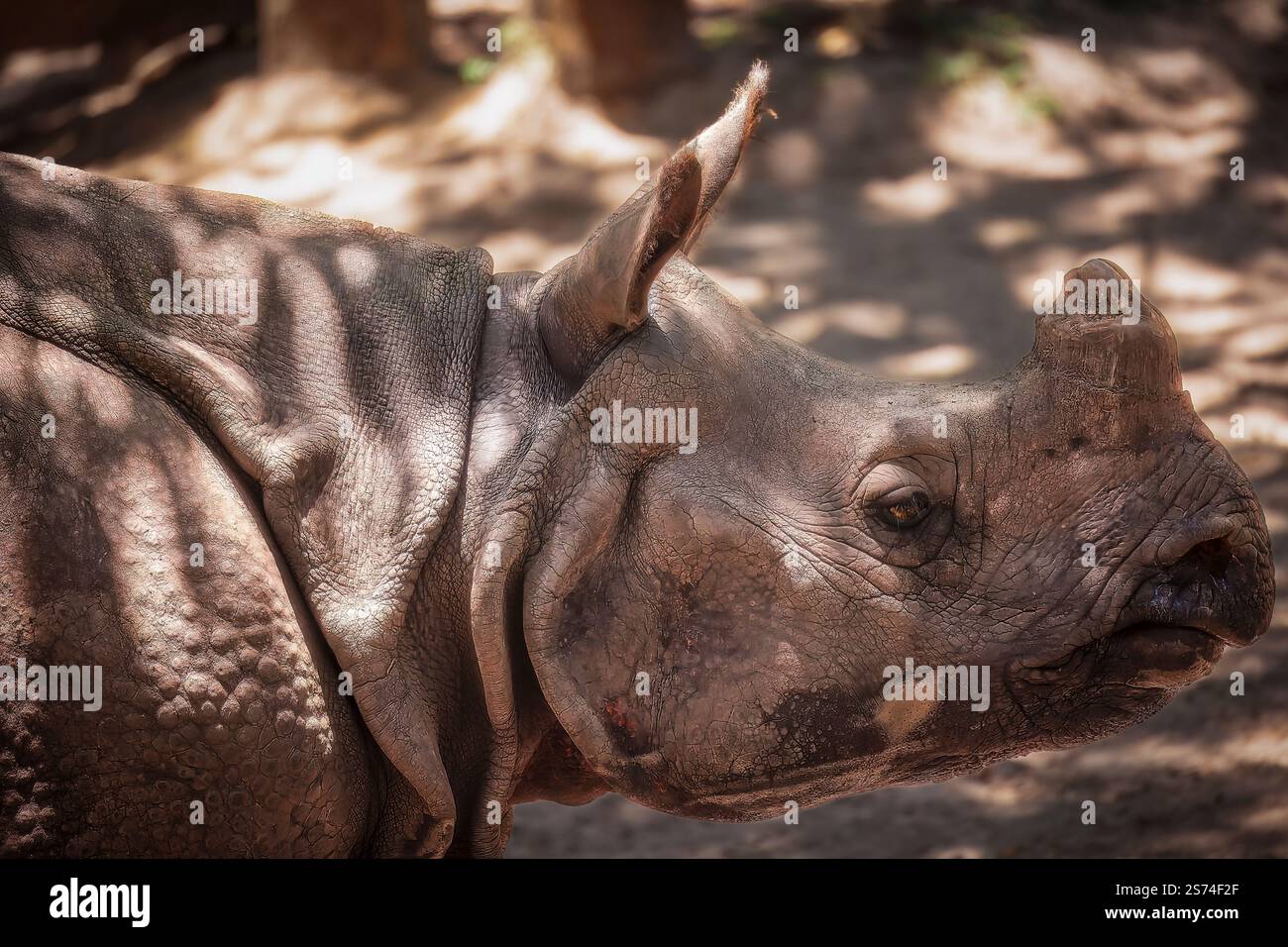Close up african rhino face hi-res stock photography and images - Alamy