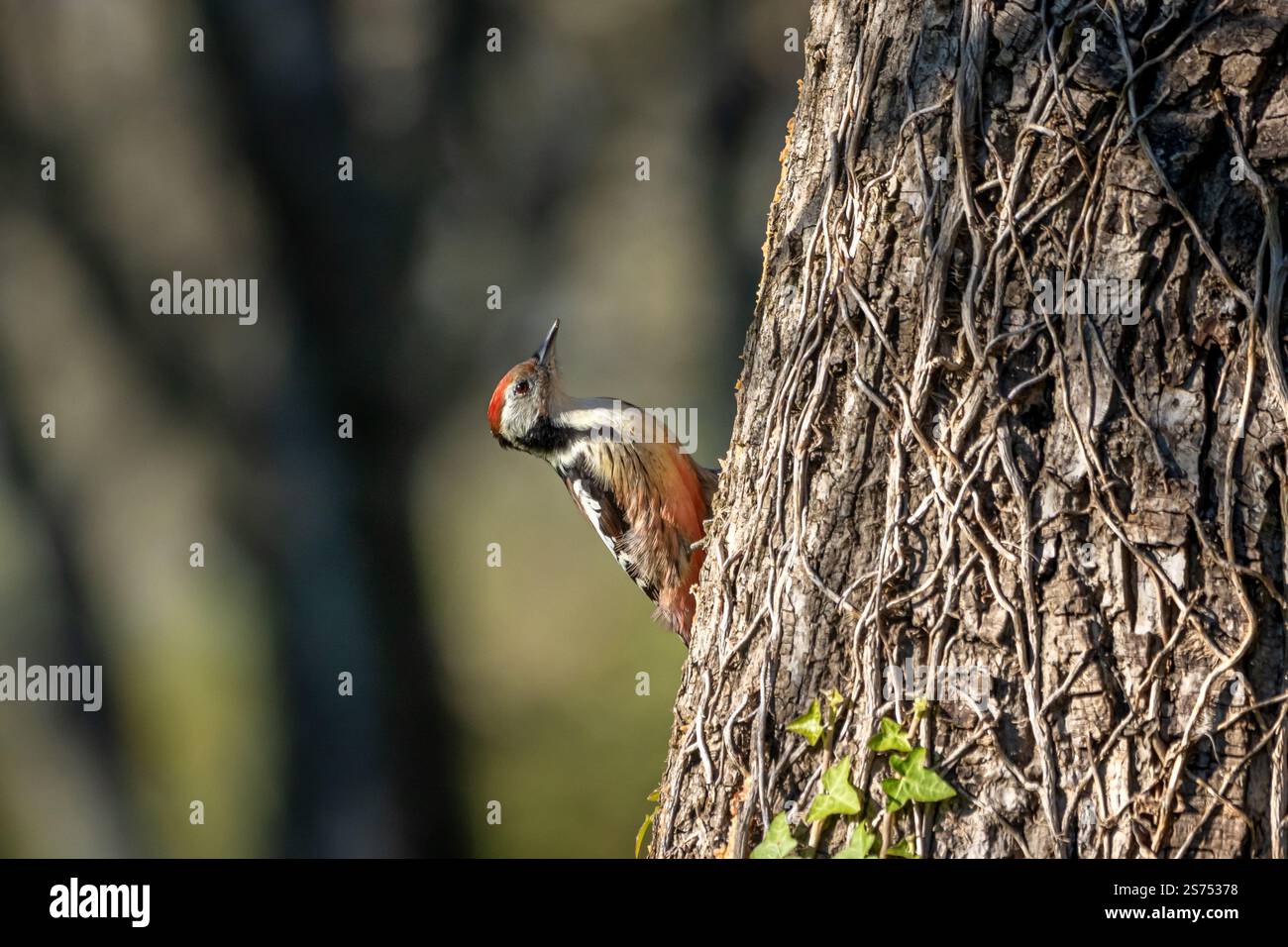 A Middle spotted woodpecker (Dendrocoptes medius) perched on the side of a Walnut tree. Stock Photo