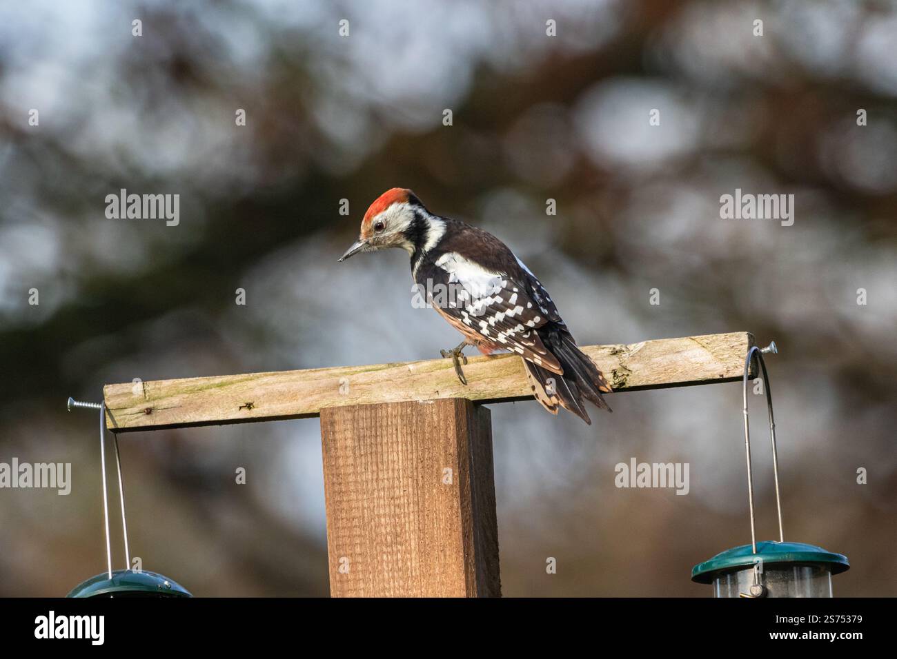 A Middle spotted woodpecker (Dendrocoptes medius) perched. Stock Photo