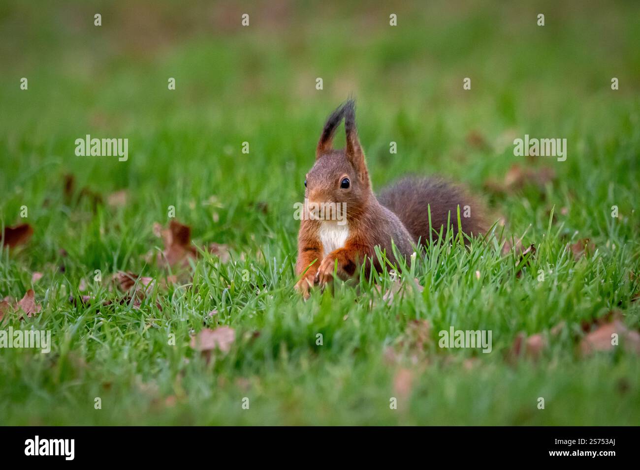 A European Red squirrel (Sciurus vulgaris) foraging for walnuts on autumn leaf covered ground. Stock Photo