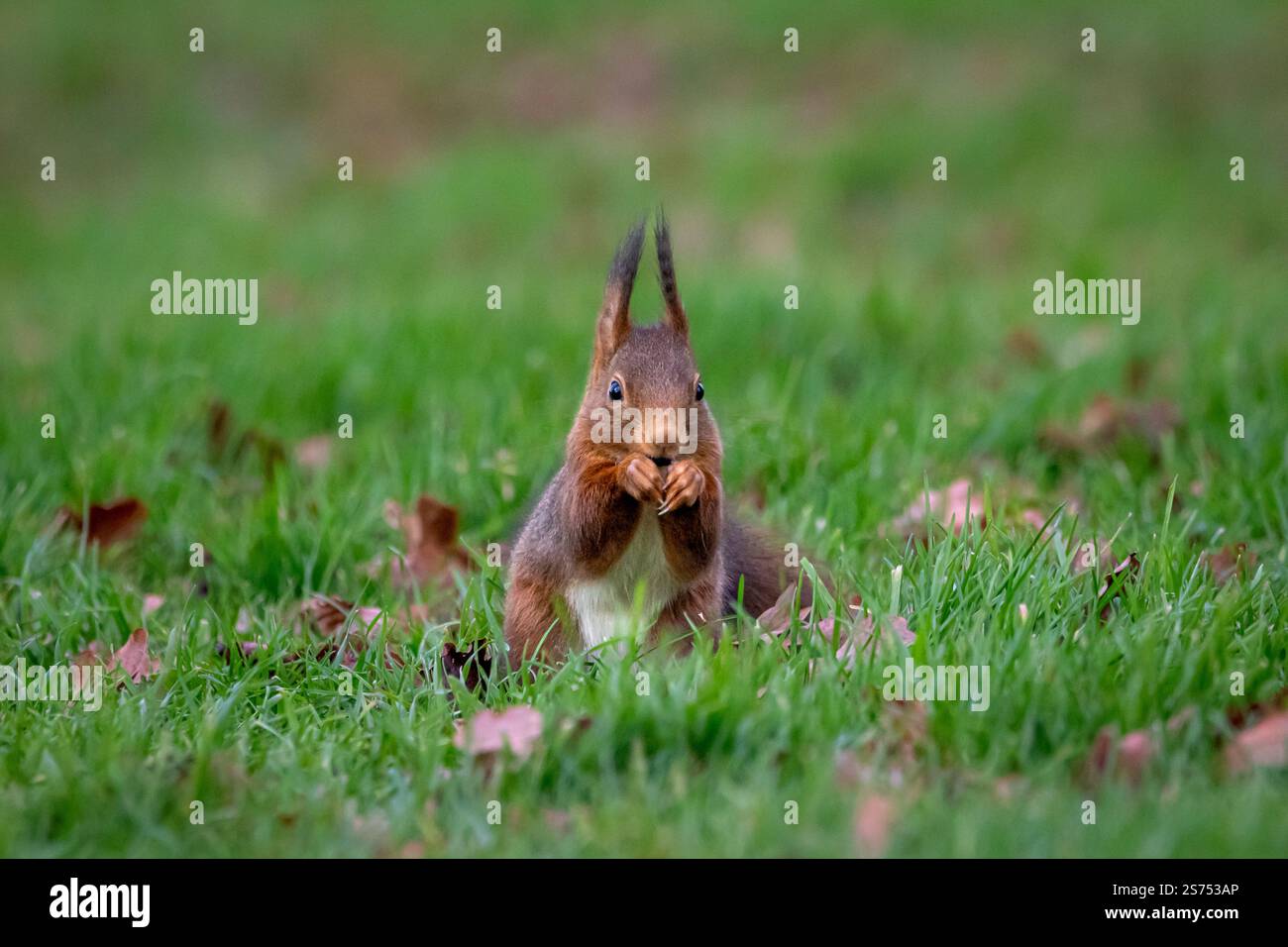 A European Red squirrel (Sciurus vulgaris) foraging for walnuts on autumn leaf covered ground. Stock Photo