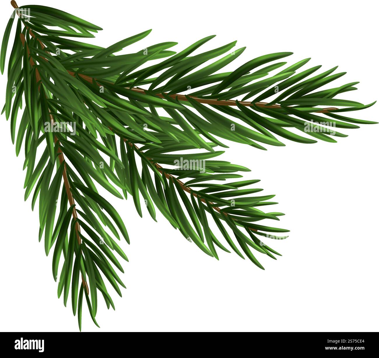 Christmas fir tree branch. Christmas tree branch on a white background ...