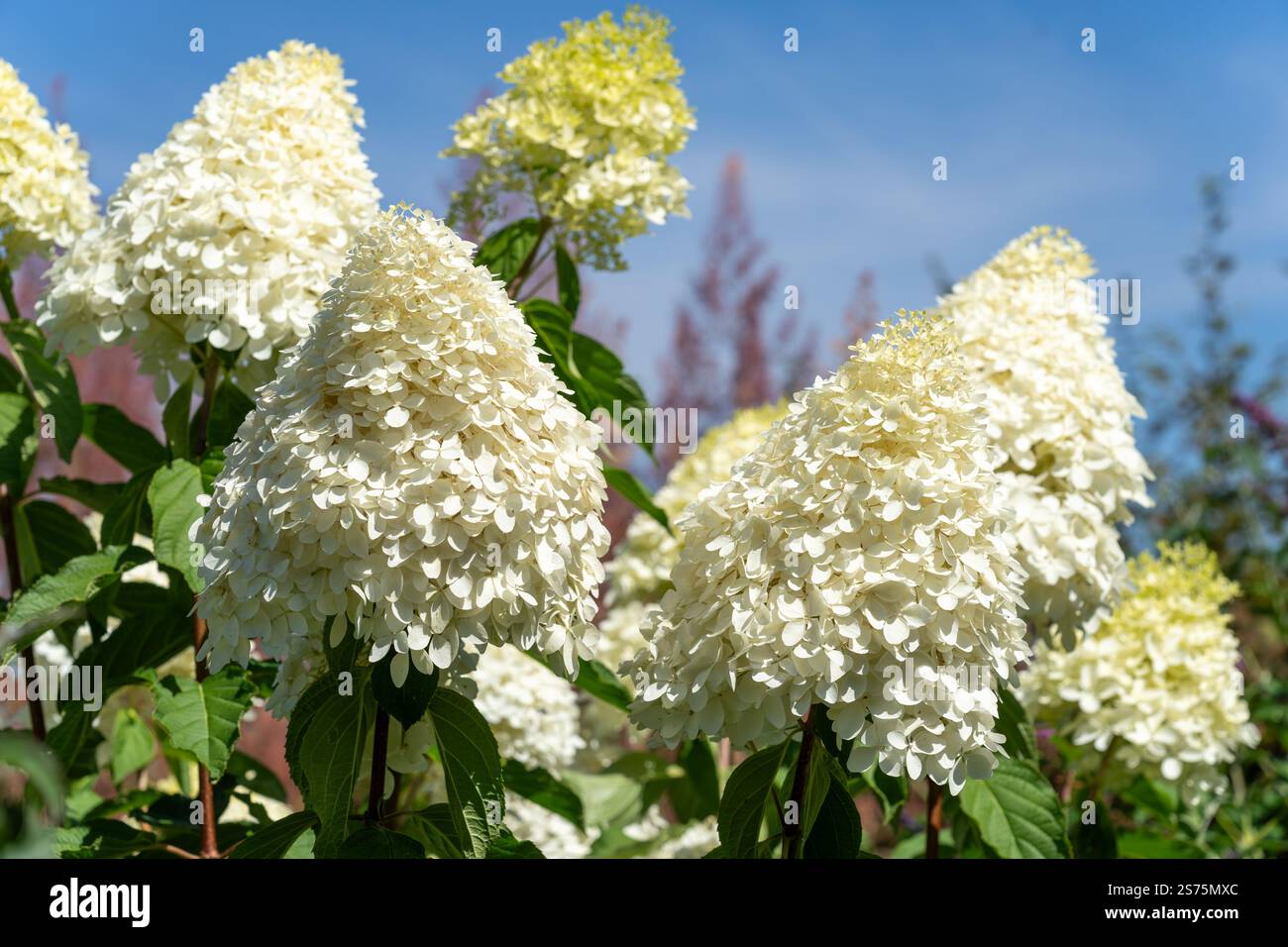 Large Phantom hydrangea flower in full bloom. Stock Photo