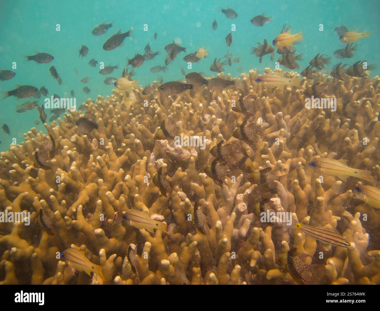 Close-up of brown branching hard coral surrounded by schooling ...