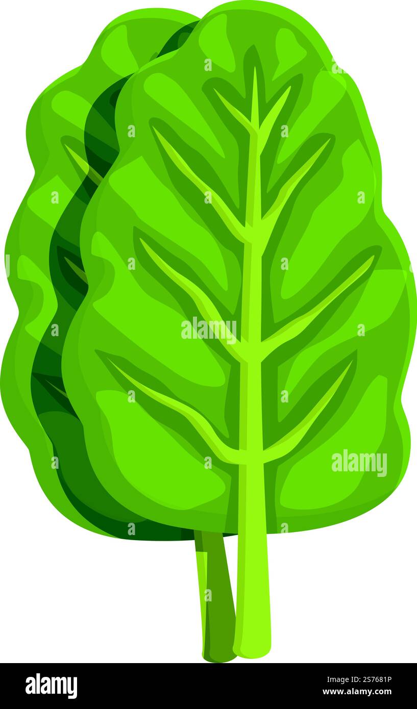 Fresh chard icon cartoon vector. Green plant. Nature food. Fresh chard ...