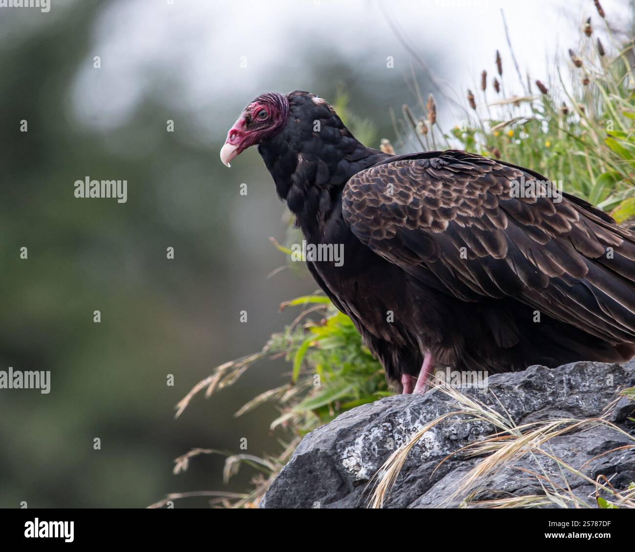 A vulture gazes intently, its striking features and textured feathers captured in this dramatic wildlife portrait. Stock Photo