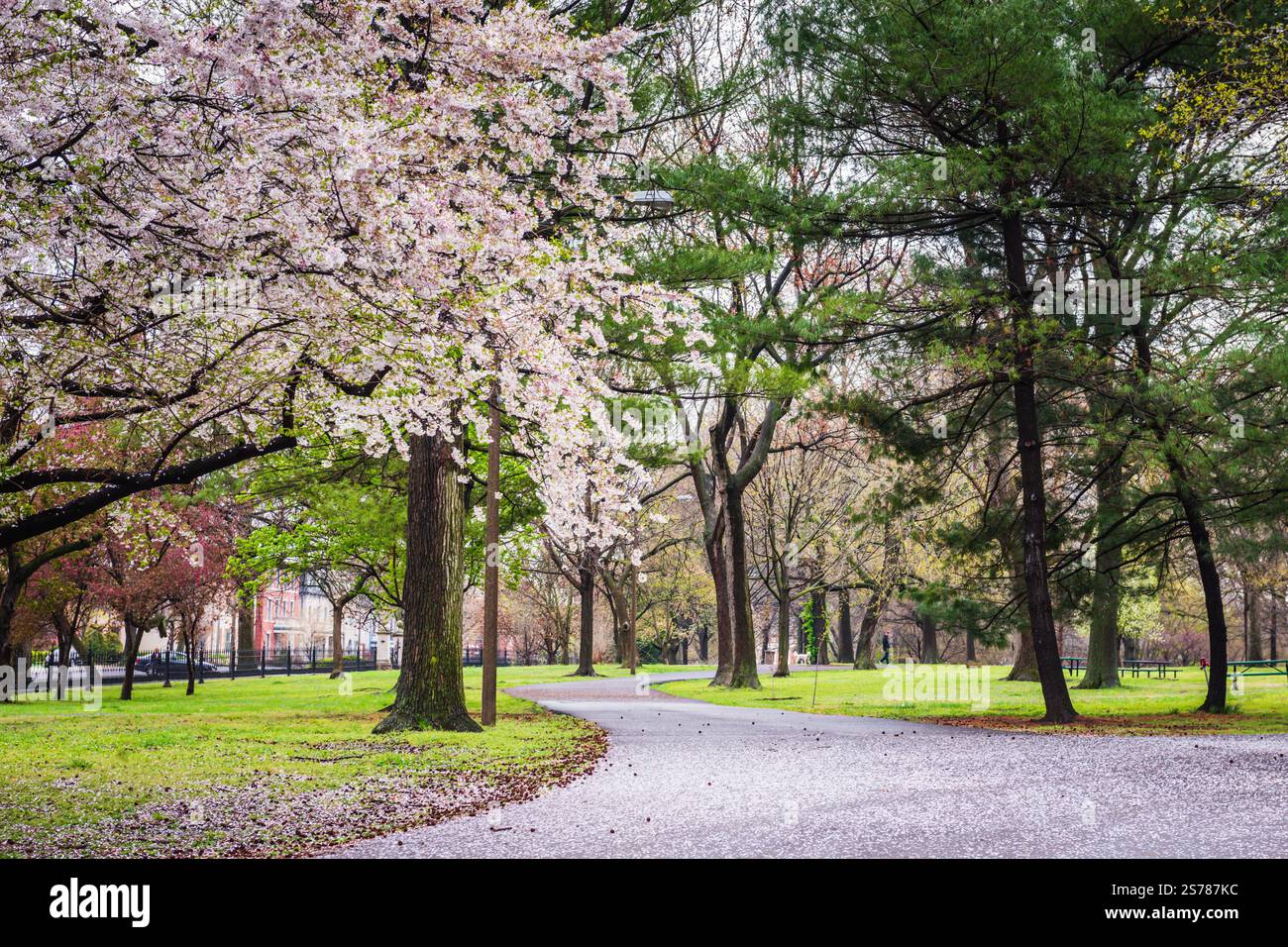 A winding garden path dusted by fallen flower petals under a canopy of flowering trees on a Spring day at Lafayette Square in St. Louis, Missouri. Stock Photo