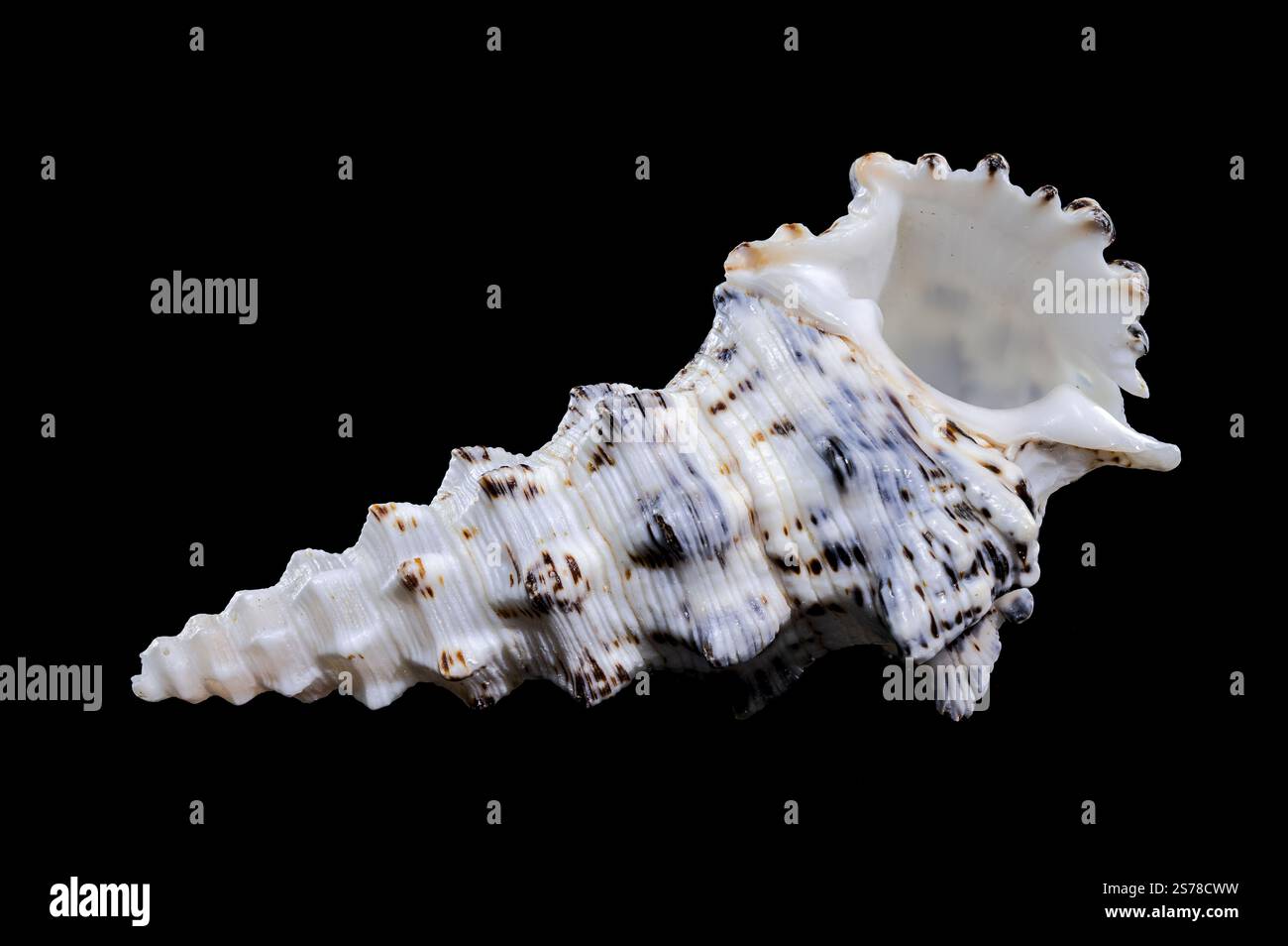 Detailed close-up of a Cerithium nodulosum shell with textured patterns ...