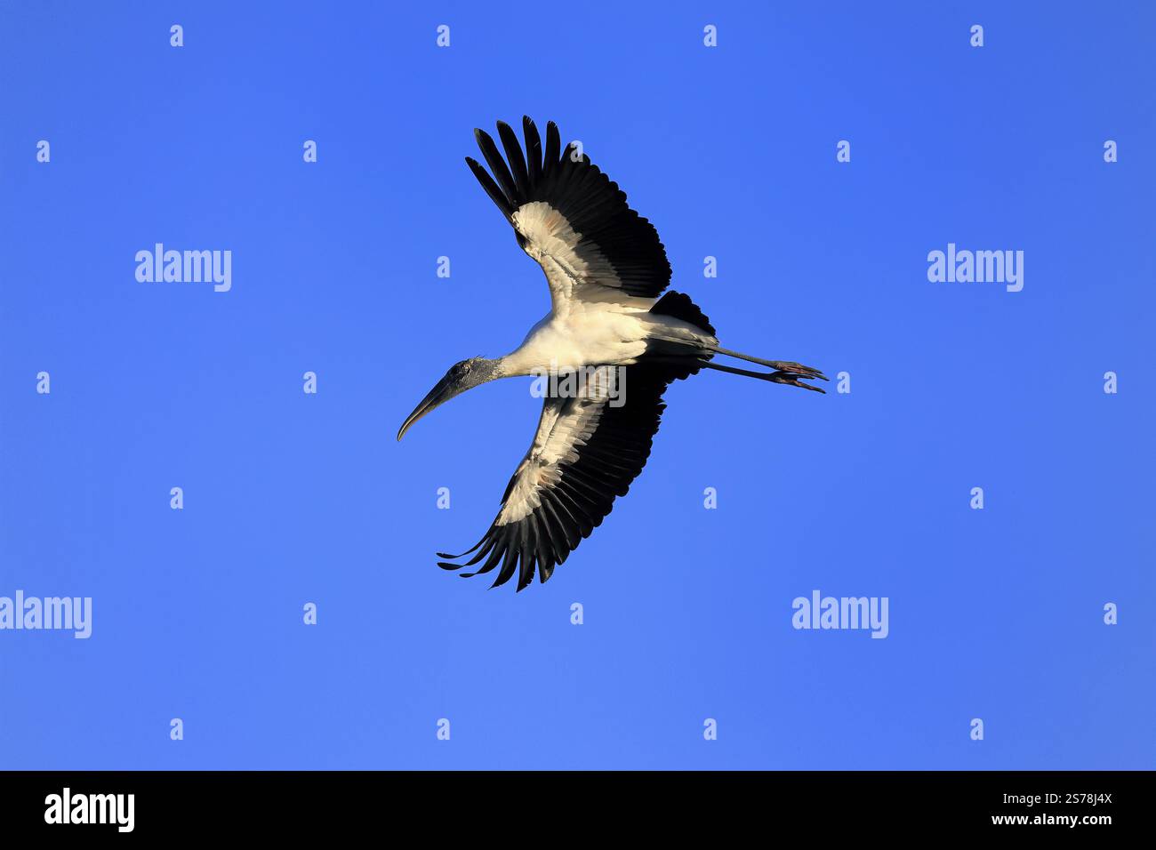 Wood stork (Mycteria americana), adult, flying, St. Augustine, Florida ...