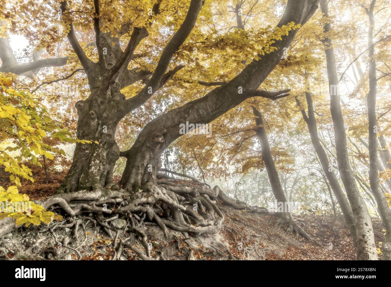 Image nice tree in hi-res stock photography and images - Alamy