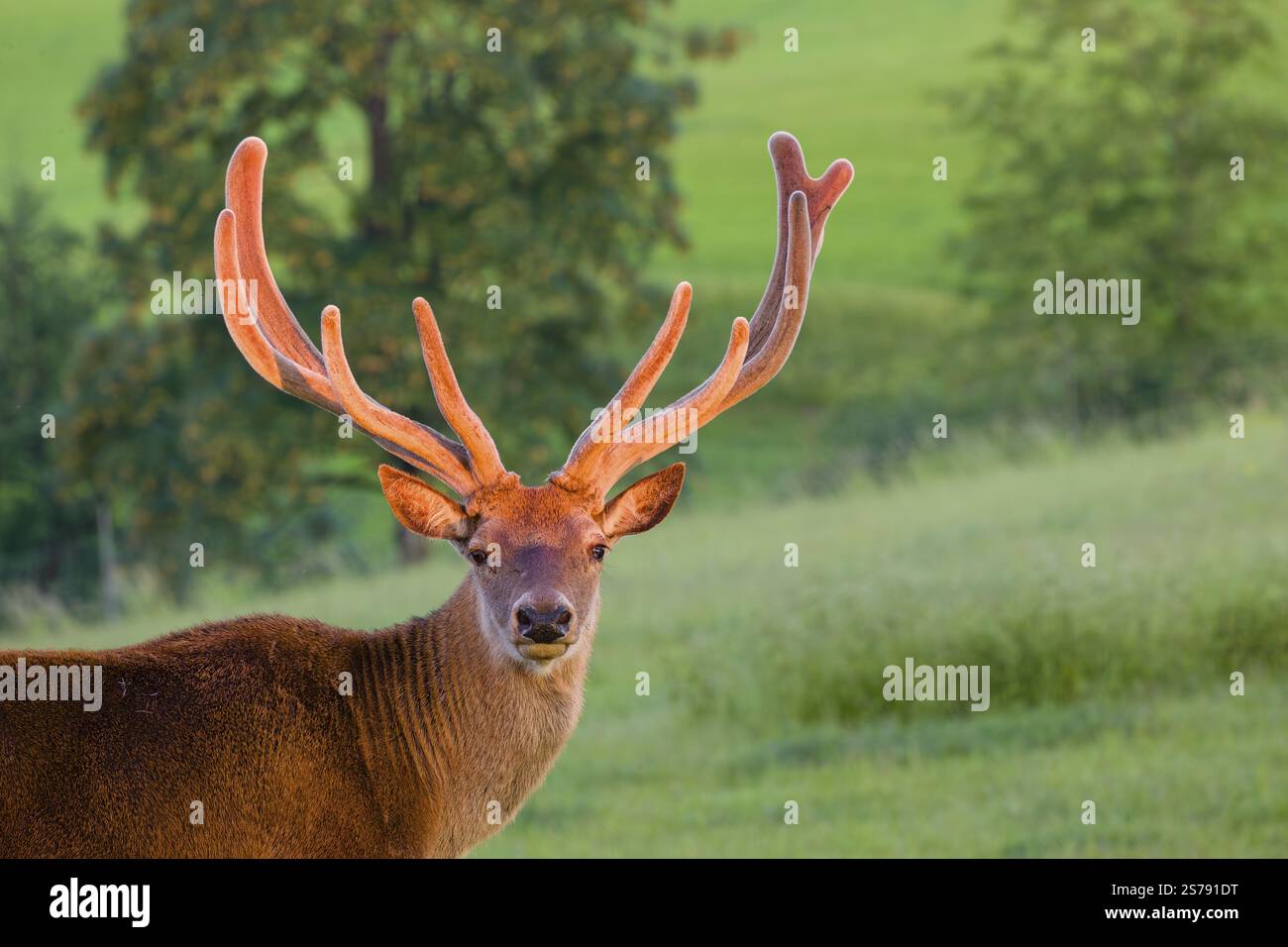 Portrait of an Altai maral stag, Altai wapiti or Altai elk (Cervus ...