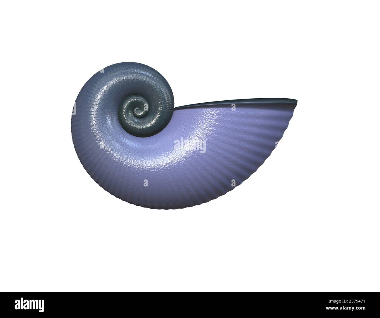 An illustration of a high detailed sea shell Stock Photo - Alamy