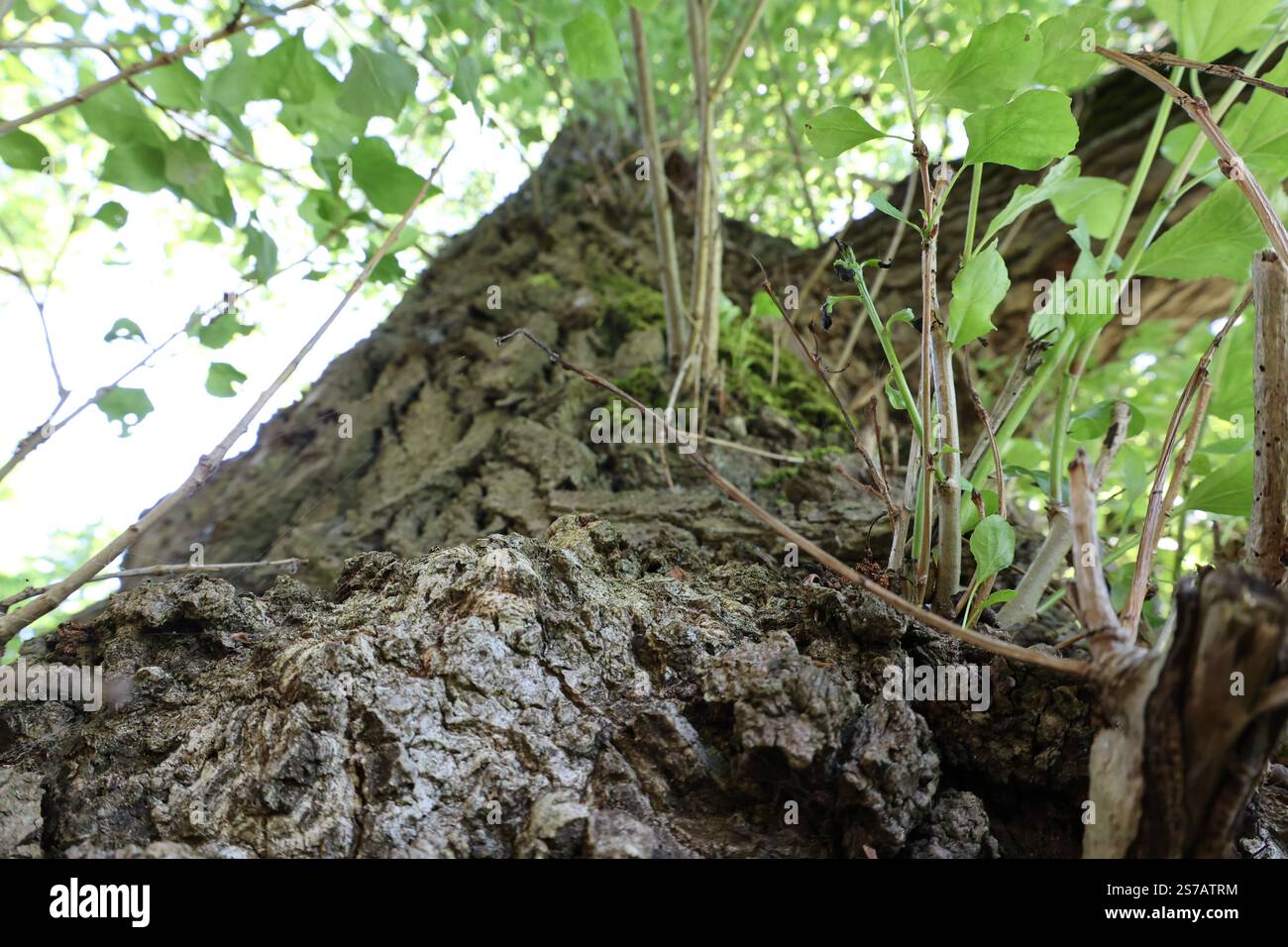 A large tree trunk with moss growing on it Stock Photo