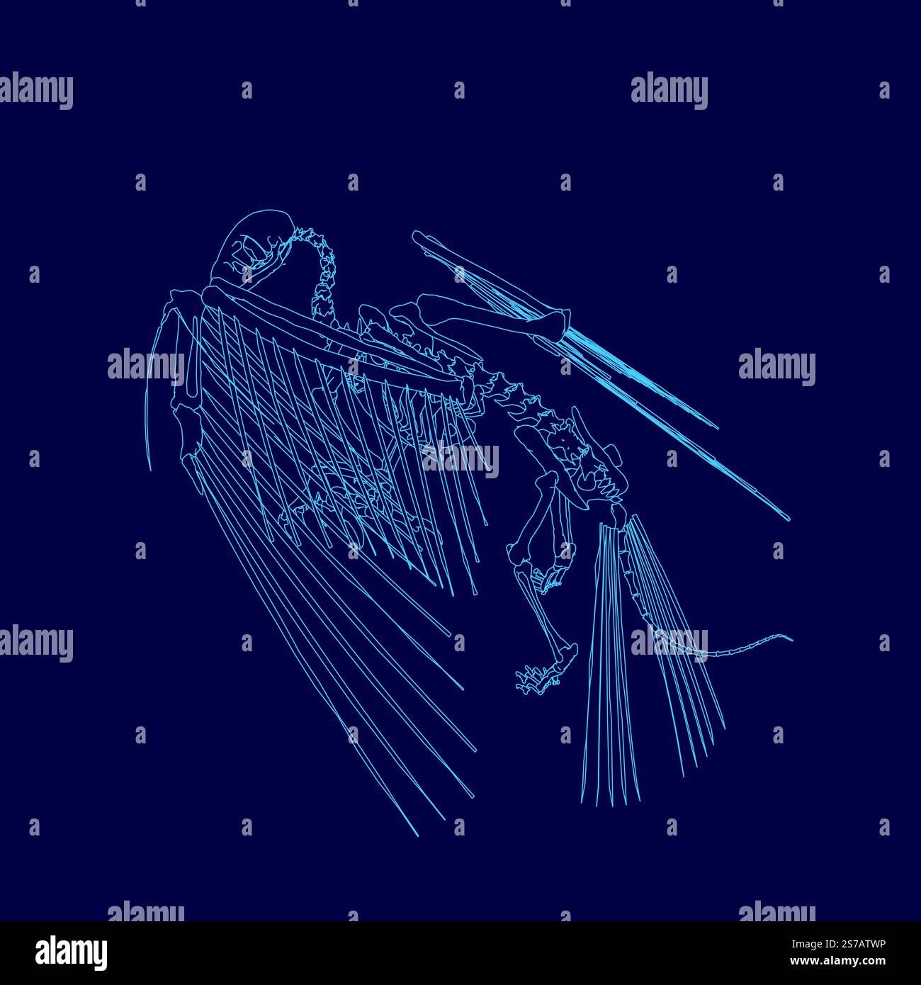 Blue image of a skeleton with a wing. The skeleton is shown in a blue