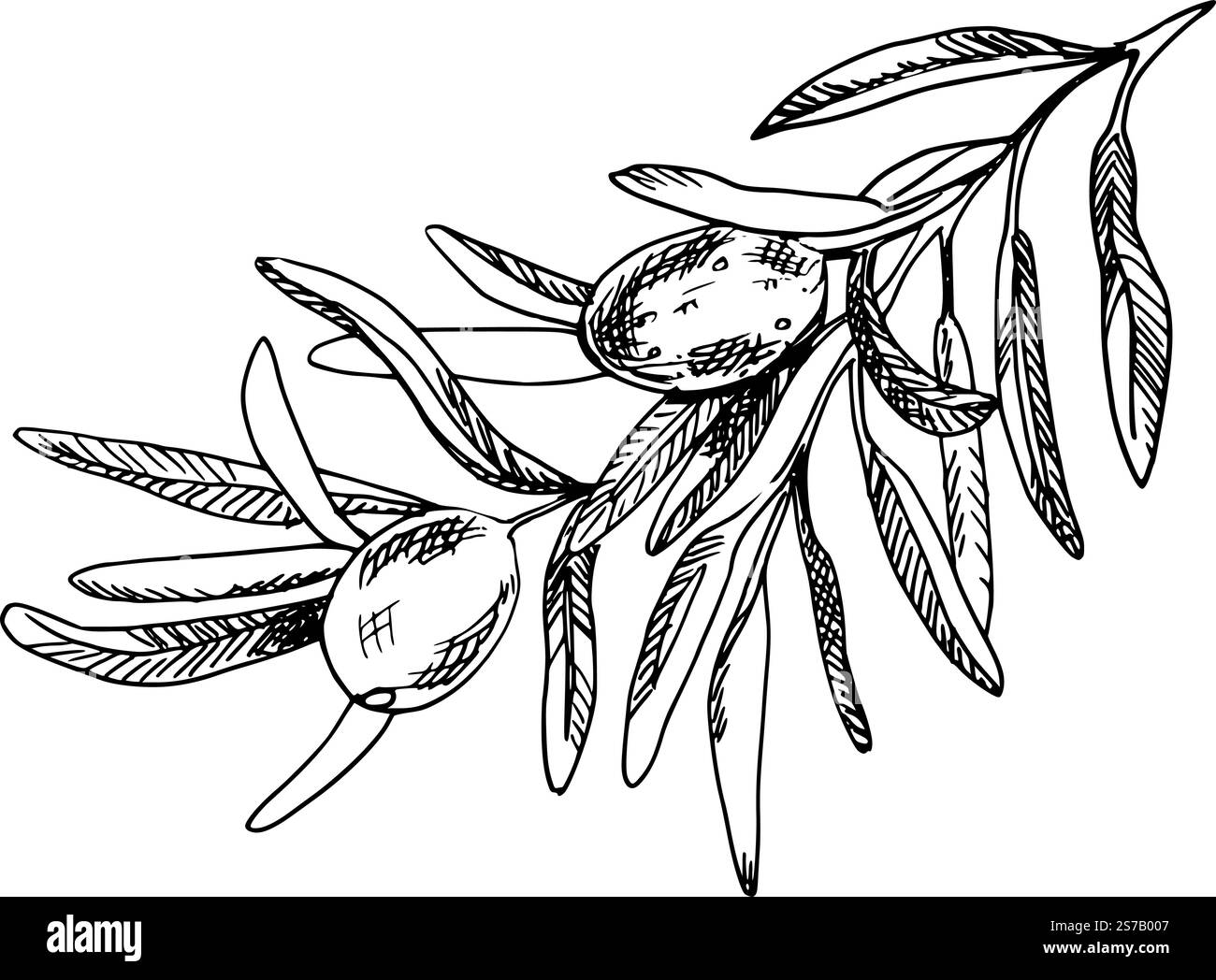Olive Branch with Olives graphic illustration isolated on white ...