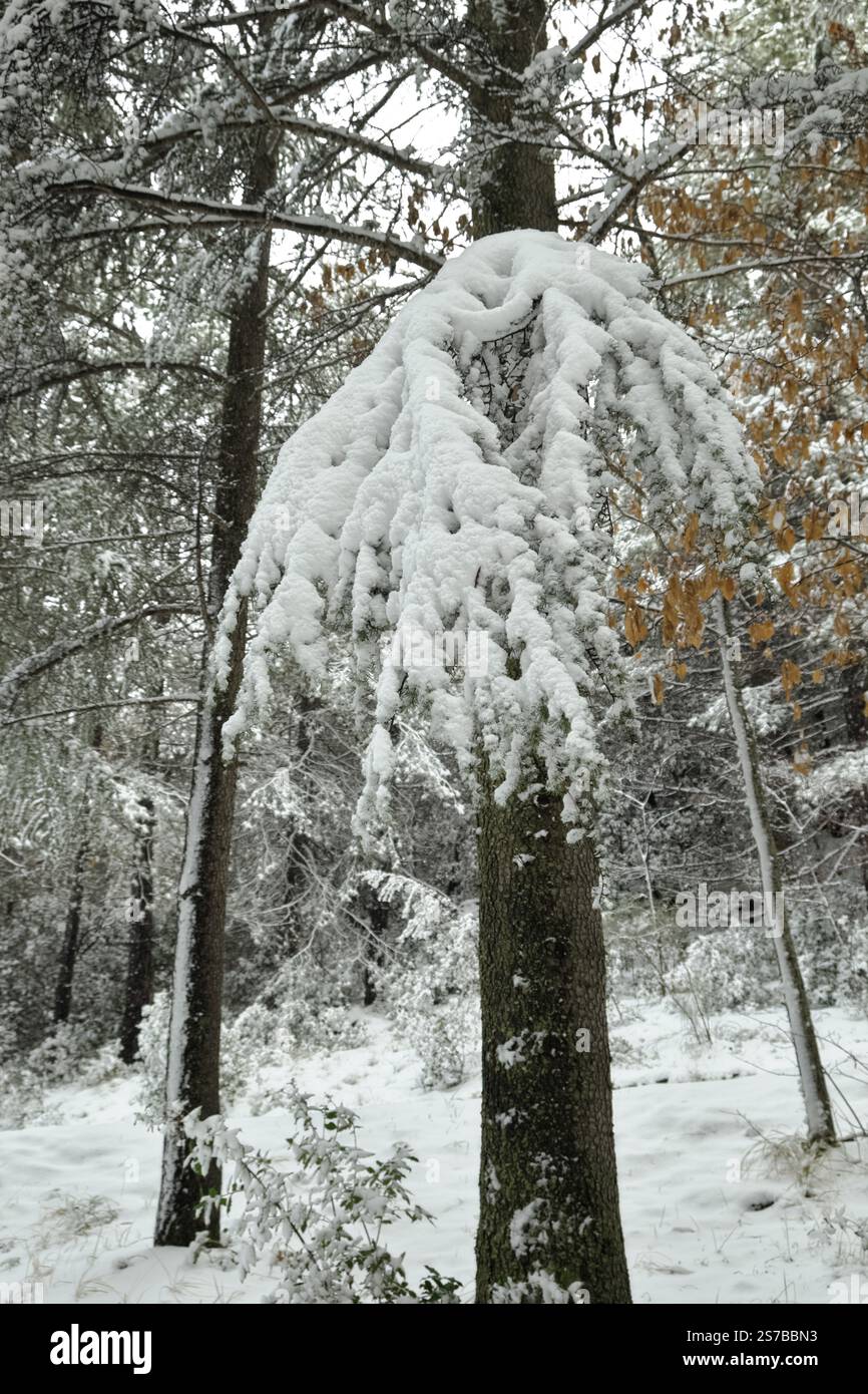 frosted branch of evergreen in a mixed forest of Etna Park, Sicily, Italy Stock Photo