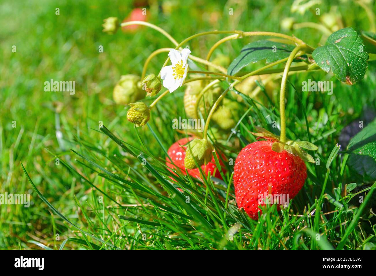 Strawberry berry on the grass in the garden Stock Photo - Alamy