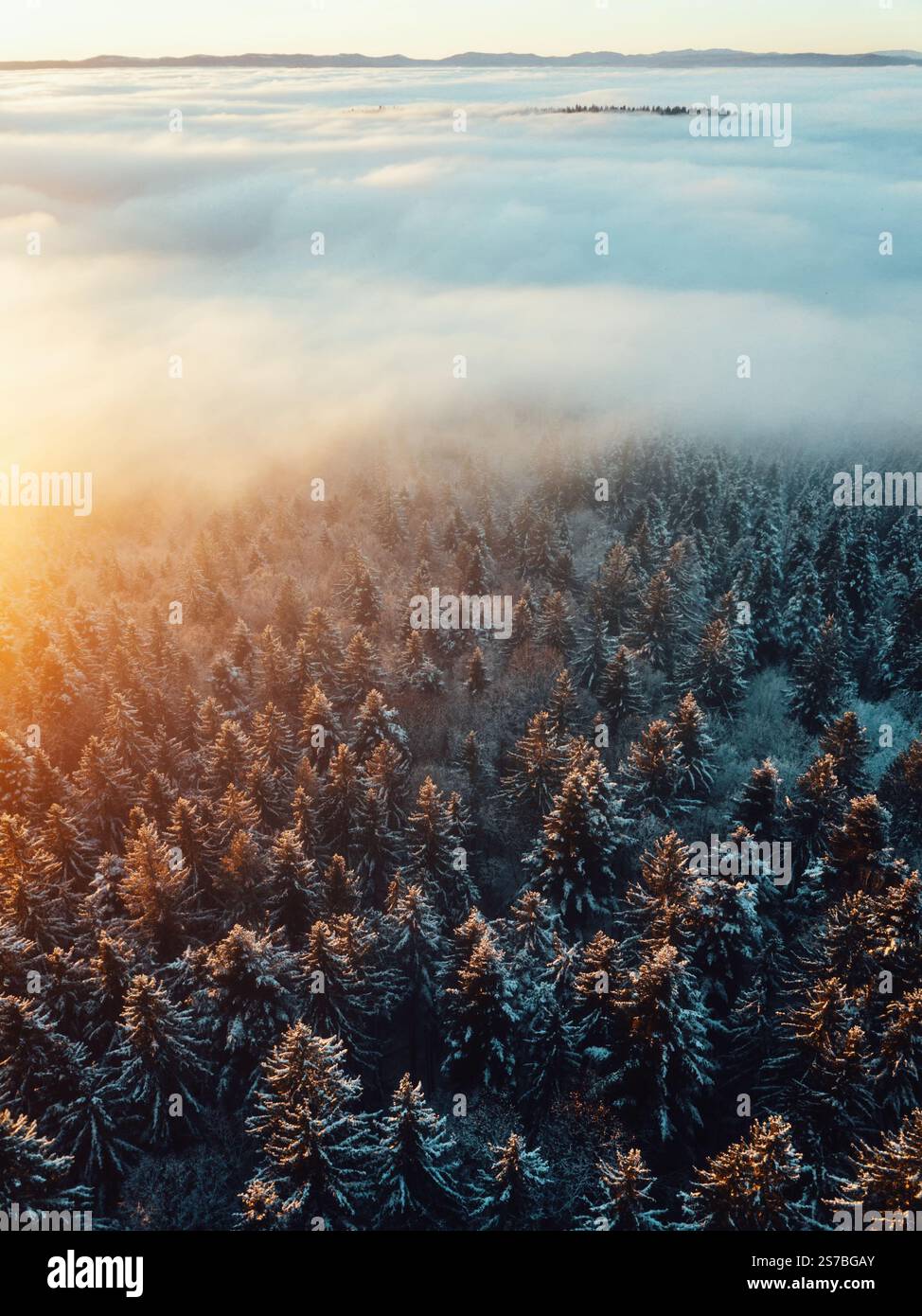 Aerial View of Snowy Pine Forest and Misty Horizon at Sunrise Stock ...