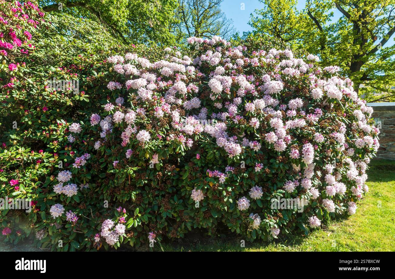 Rhododendron park germany hi-res stock photography and images - Alamy