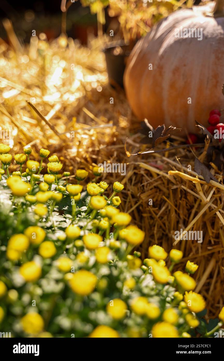 a large yellow pumpkin lies on hay outside Stock Photo - Alamy