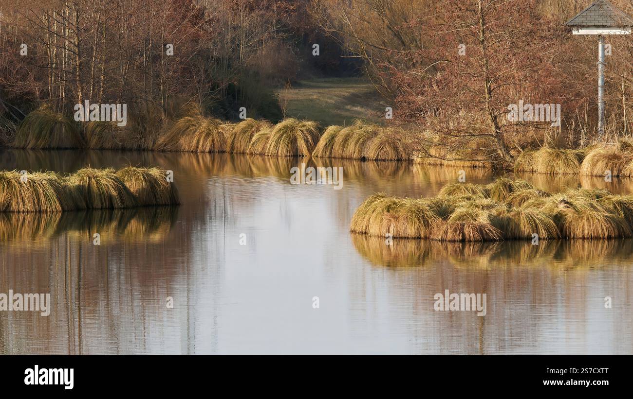 Trees golden reflecting hi-res stock photography and images - Alamy