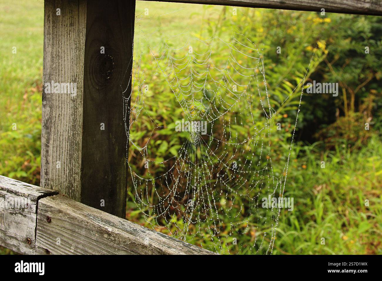 Spiderweb after the rain Stock Photo