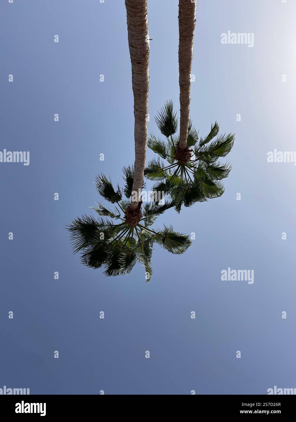 As you look up in the sky on a bright summers day in LA, spotted were these palm trees standing proud, yet peacefully. - Smartphone Captured Stock Image