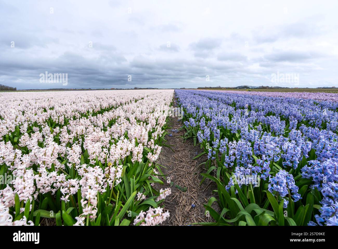 field of hyacinth in blue, white and purple Stock Photo - Alamy