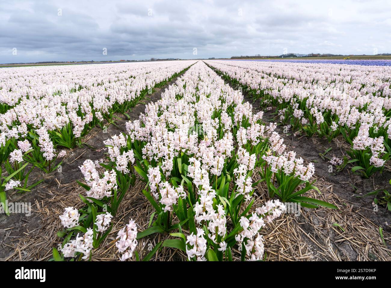 field of hyacinth in blue, white and purple Stock Photo - Alamy