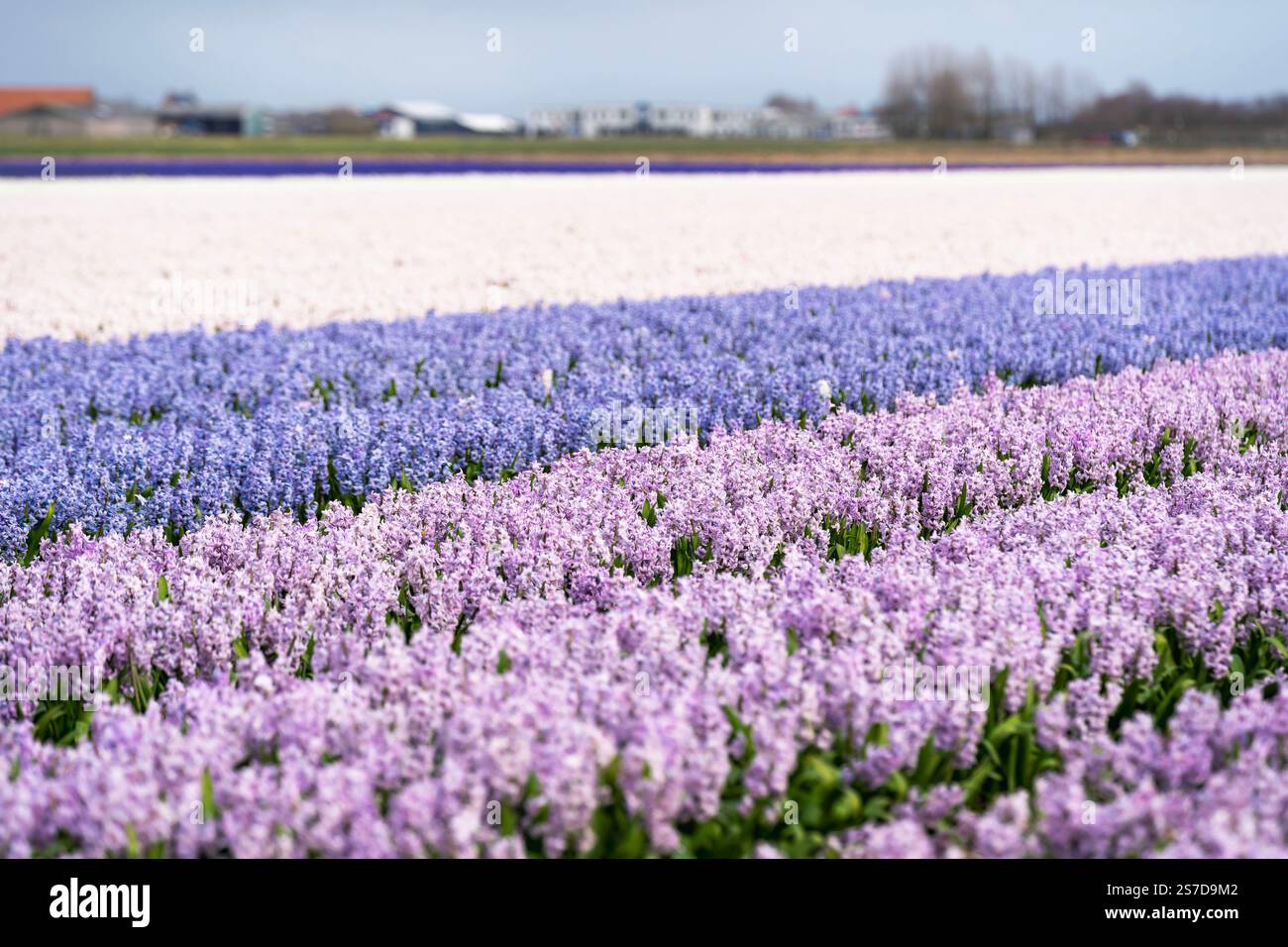 field of hyacinth in blue, white and purple Stock Photo - Alamy