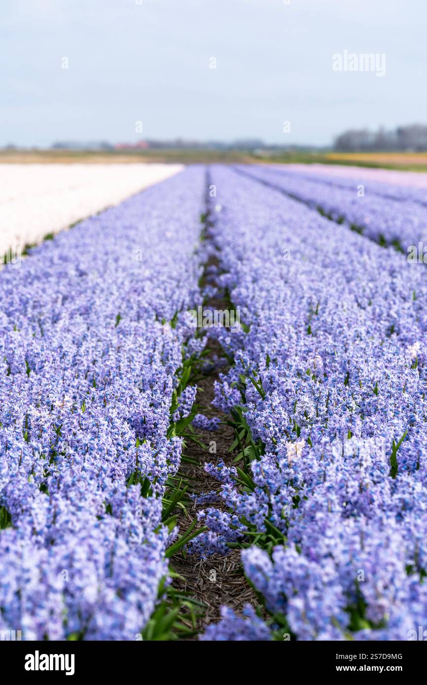 field of hyacinth in blue, white and purple Stock Photo - Alamy