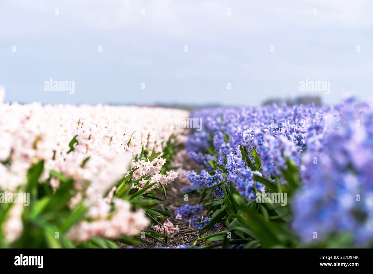 field of hyacinth in blue, white and purple Stock Photo - Alamy