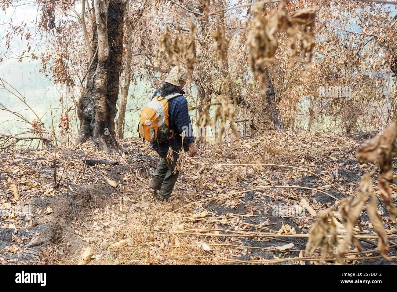 Man sleeping in the forest hi-res stock photography and images - Alamy