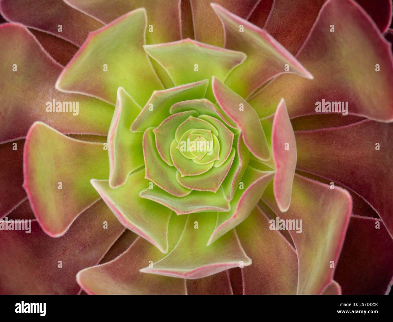 Aeonium succulent plant green and purple leaves rosette closeup. Botanical aesthetic background. Symmetry in nature. Stock Photo