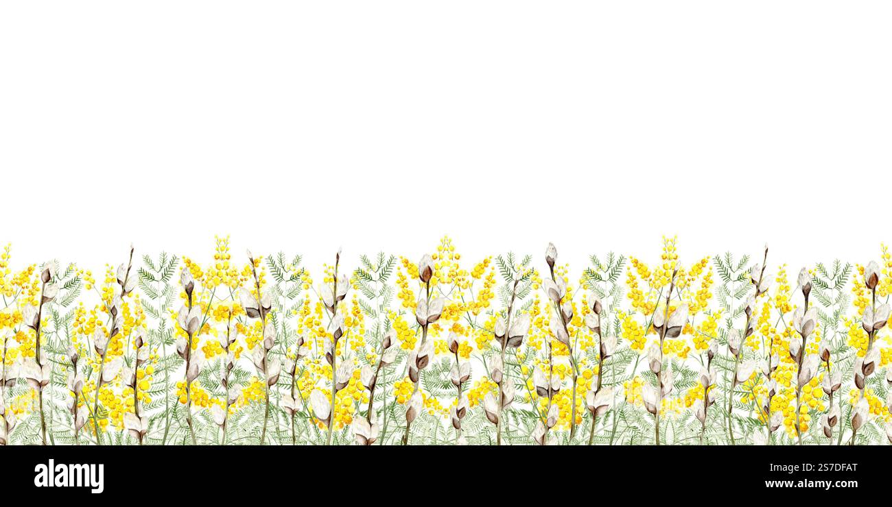 Seamless border. Watercolor composition of mimosa sprigs and fluffy ...