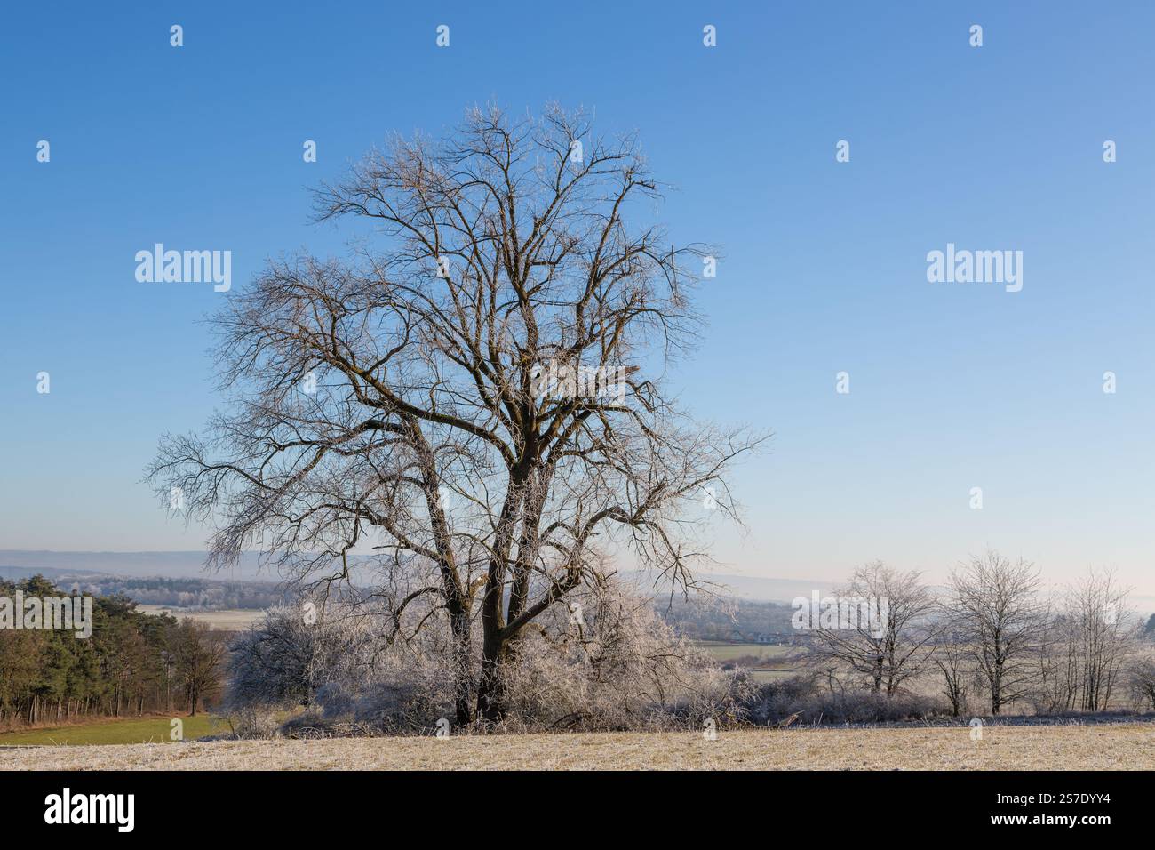 Tree in front of blue sky during winter 2025 Stock Photo - Alamy