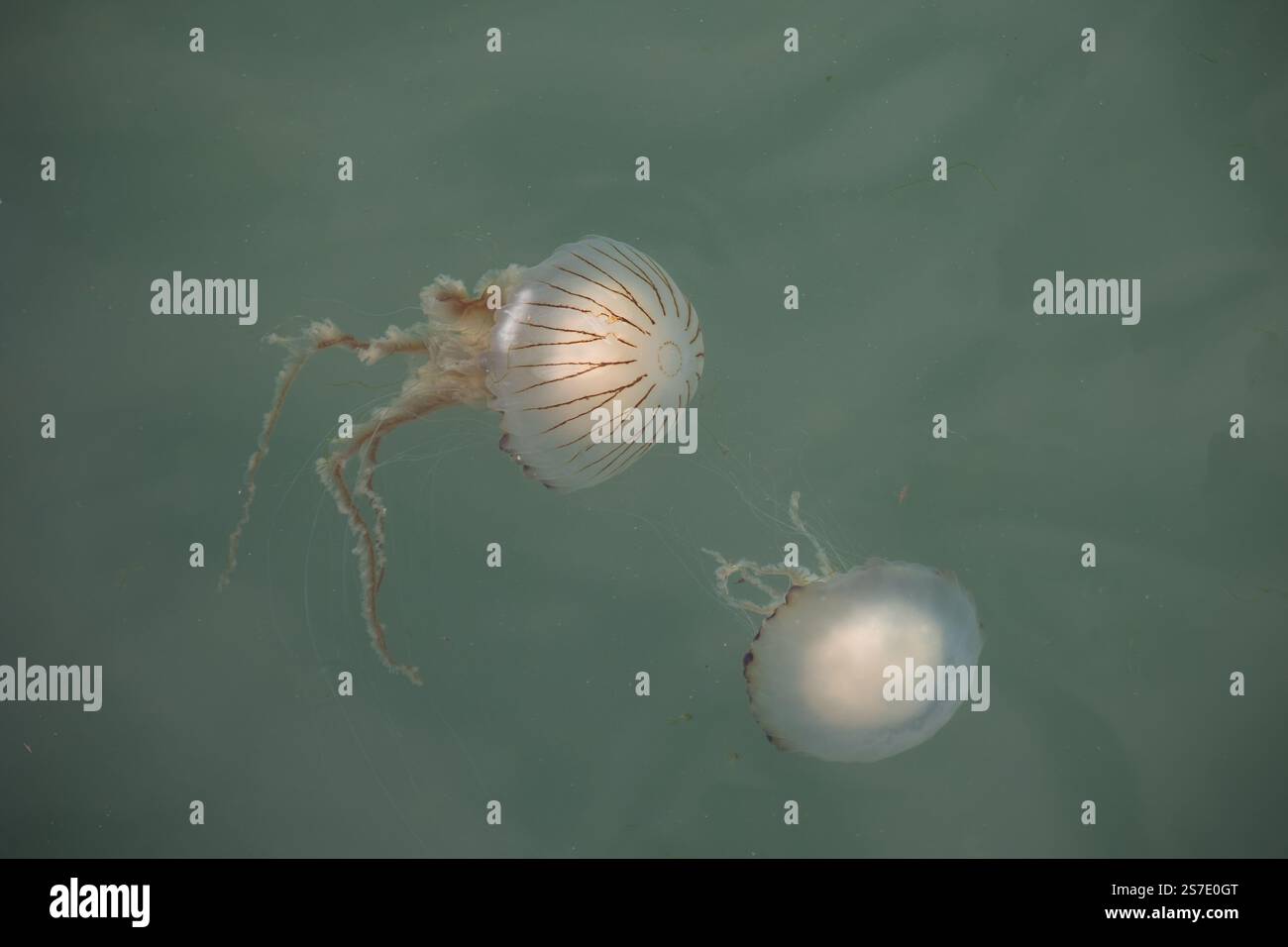 Chrysaora hysoscella, the compass jellyfish, in the British Sea. Stock Photo