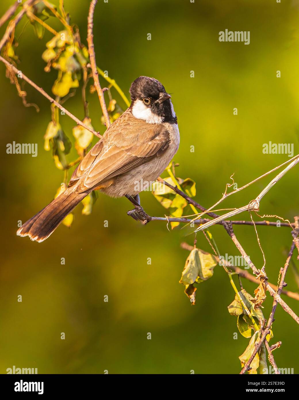 Check to the cheek hi-res stock photography and images - Alamy