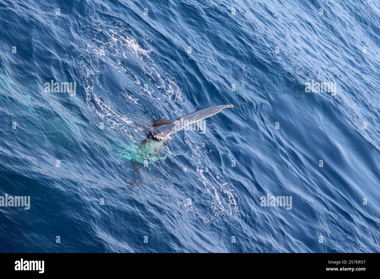 A whale is swimming in the ocean with its tail sticking out of the ...