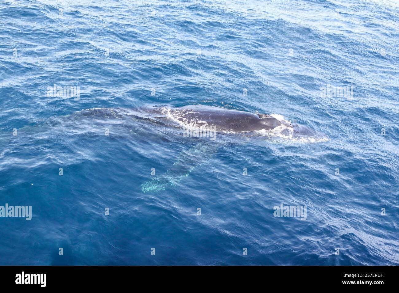 A whale is swimming in the ocean. The water is blue and calm. The whale ...