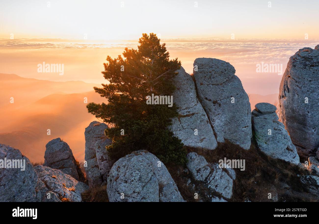 Mountain pine tree growing on the rocks high above the clouds at dawn ...