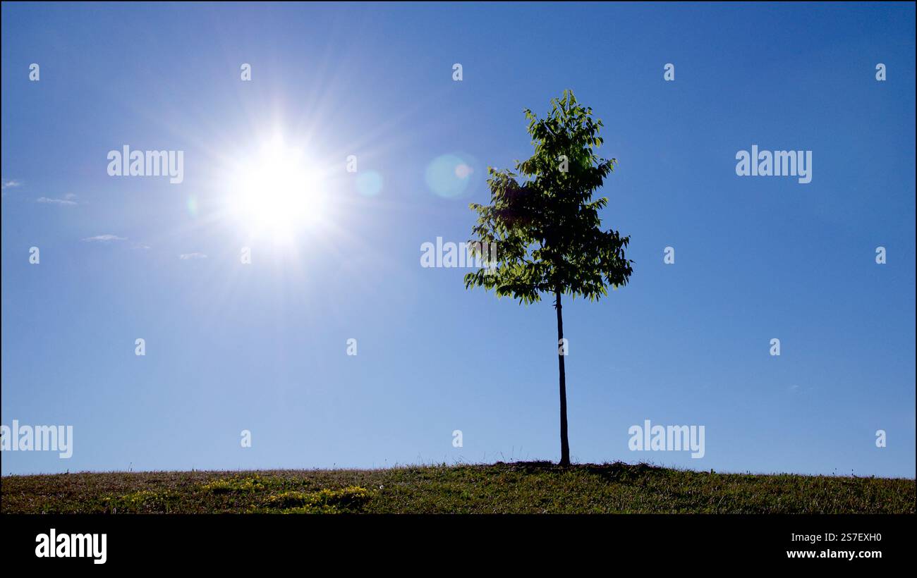 Single maple tree in the hill with lens flare, perfect as wallpaper ...