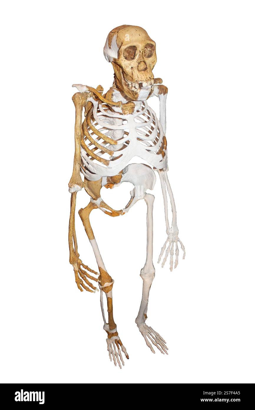 Australopithecus sediba Stock Photo