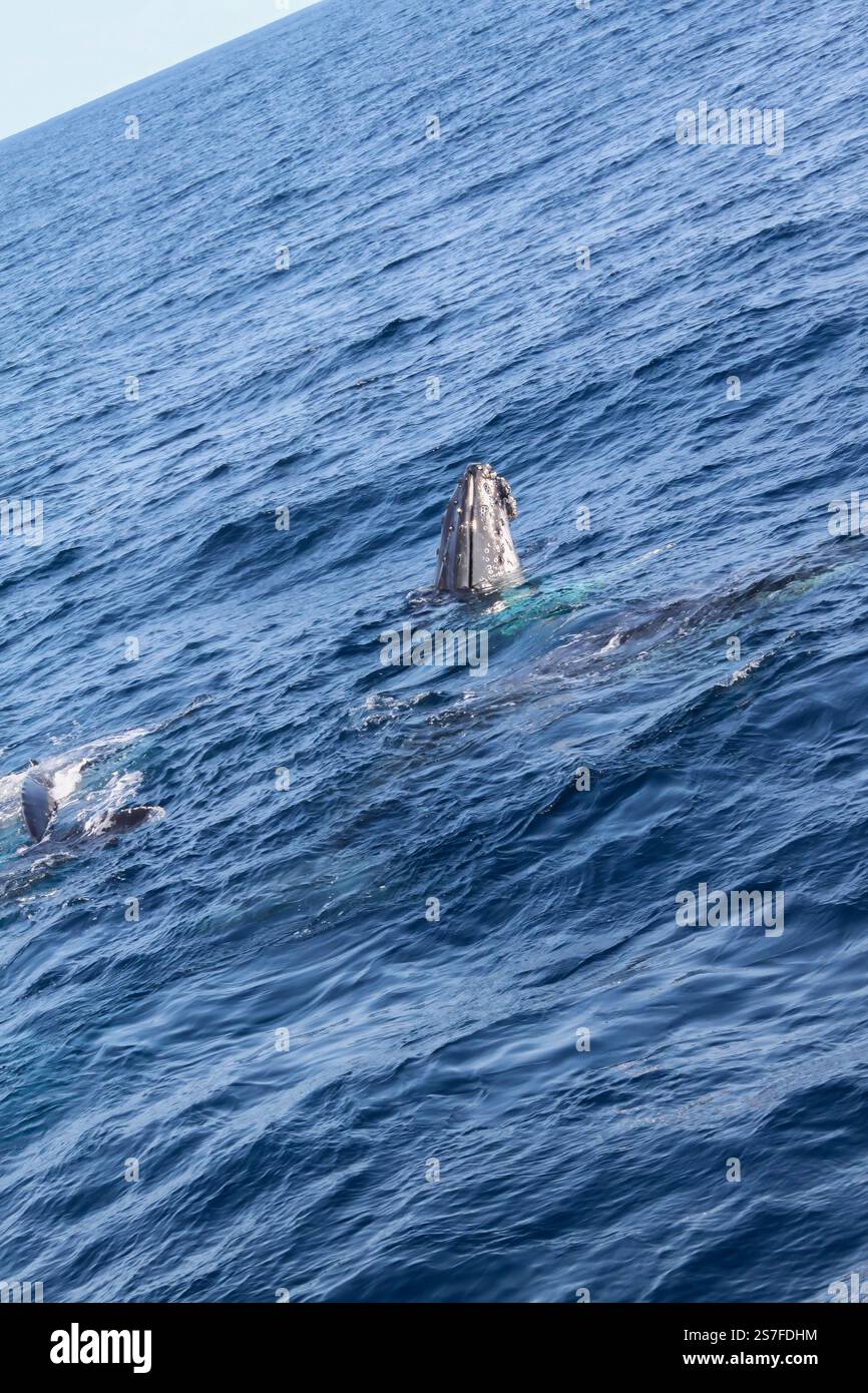 A whale is swimming in the ocean with its head sticking out of the ...