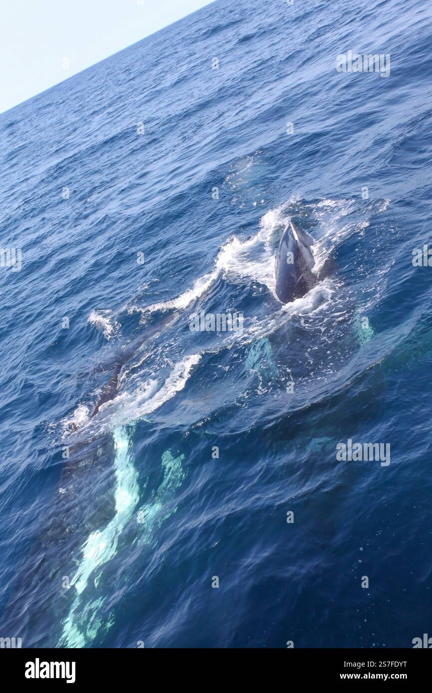 A whale is swimming in the ocean with its tail sticking out of the ...